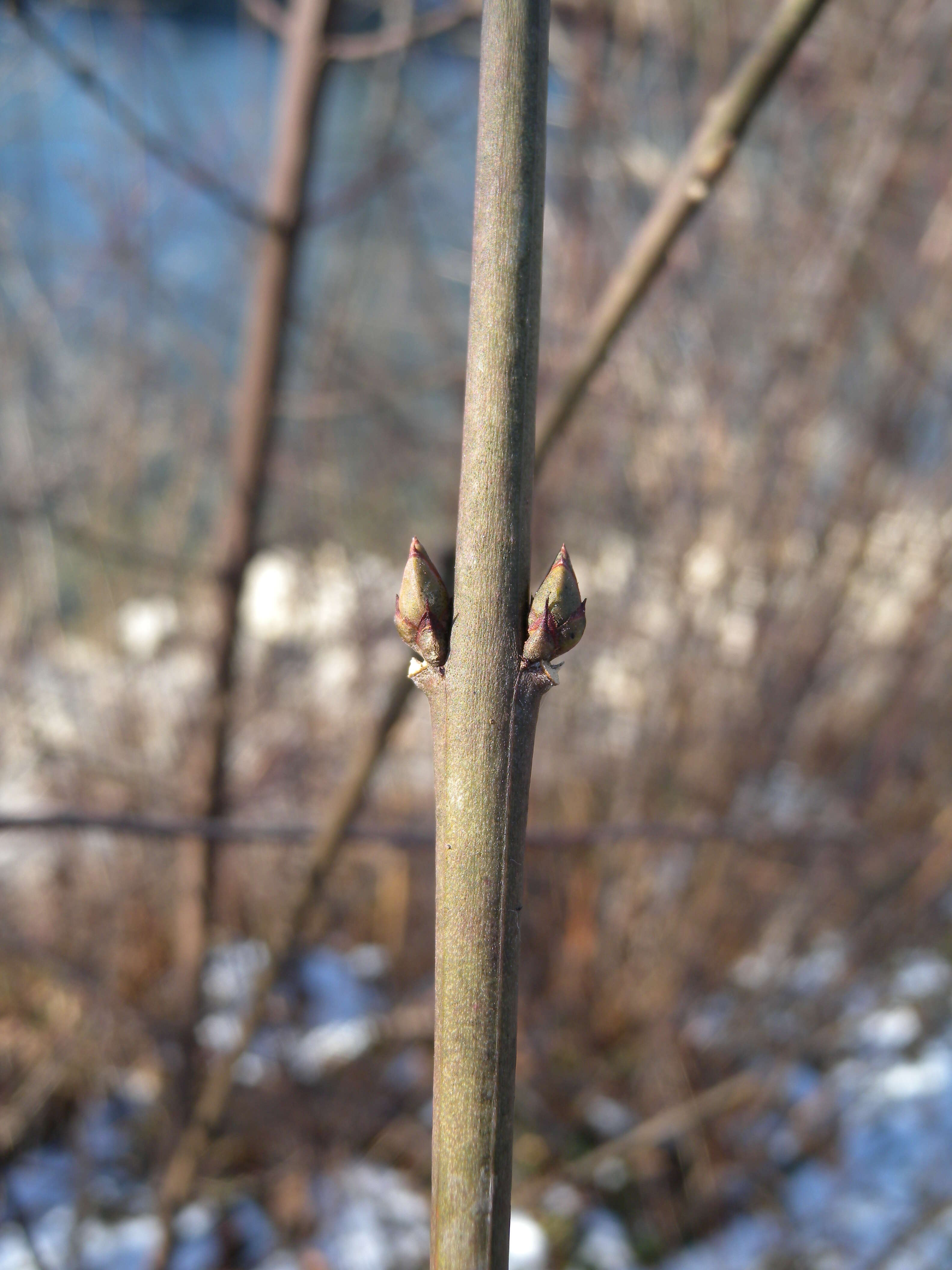 Image of Common spindle tree