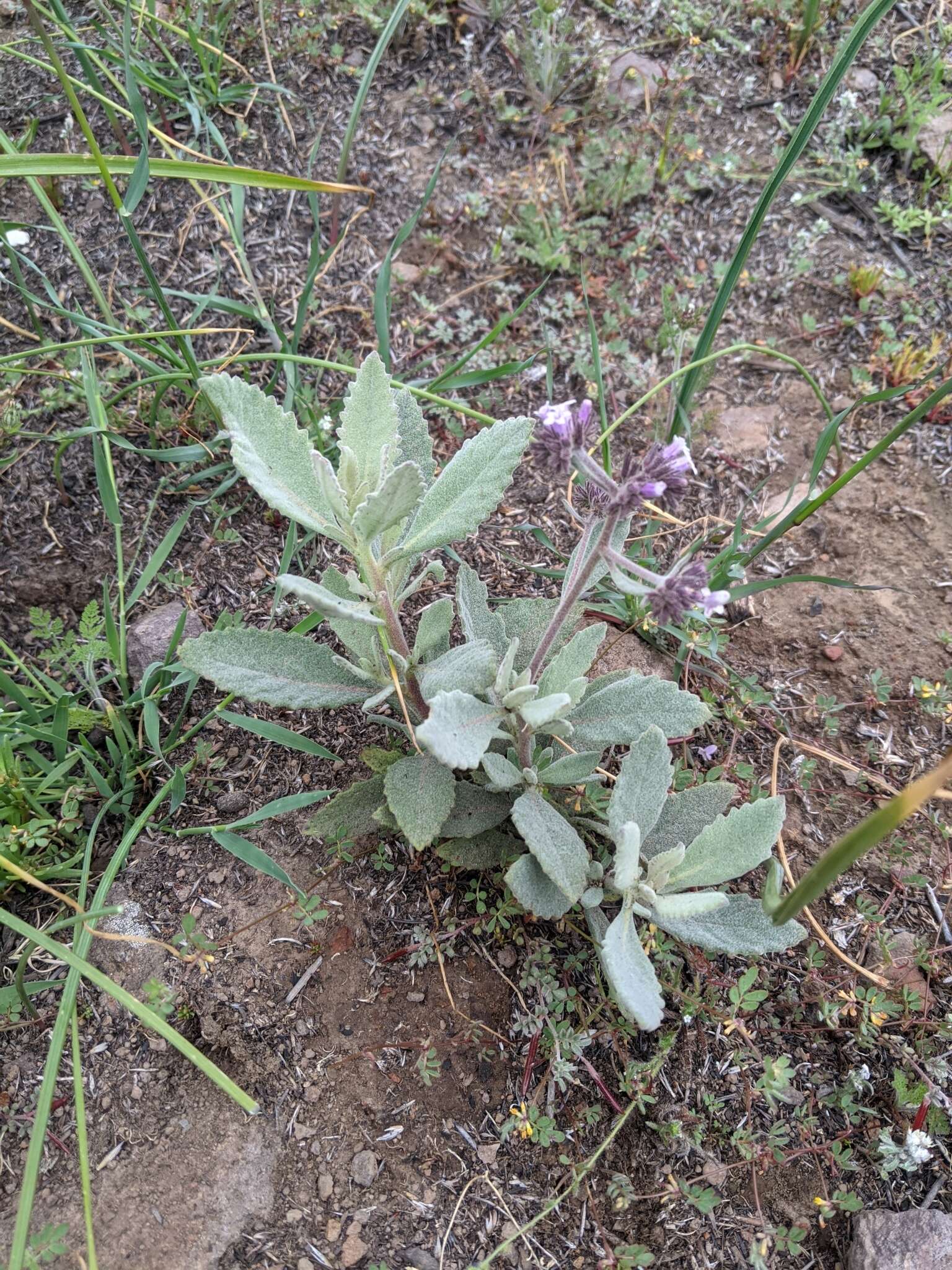 Image of Eriodictyon traskiae subsp. traskiae