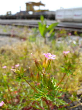 Image of Geranium purpureum Vill.