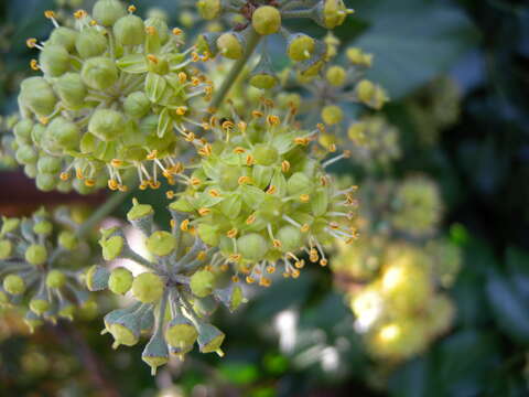 Image of English ivy