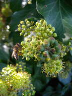 Image of English ivy