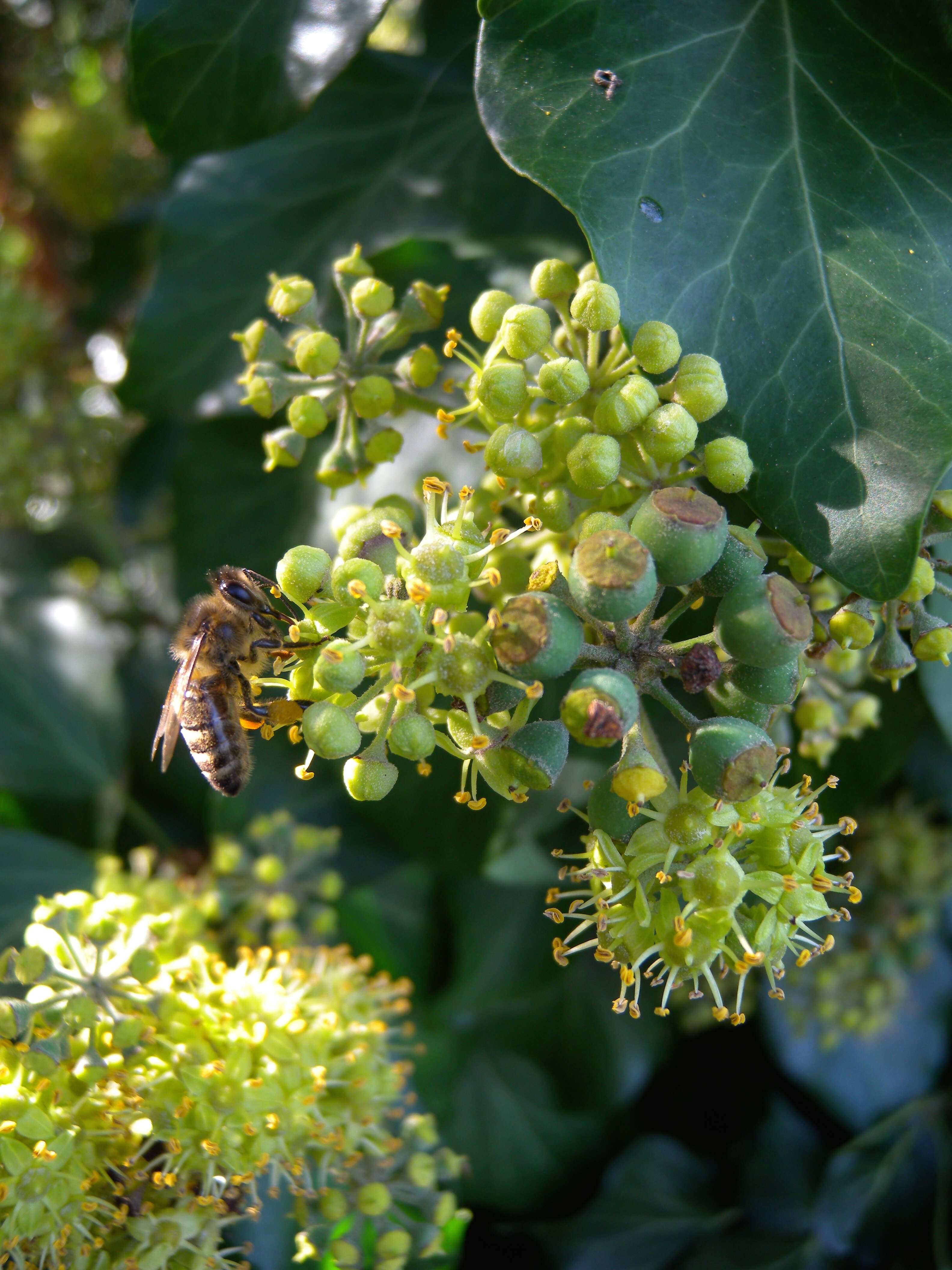 Image of English ivy