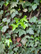 Image of English ivy