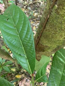 Image of Cryptocarya murrayi F. Müll.