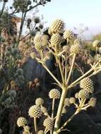 Image of Eryngium humboldtii Delar.