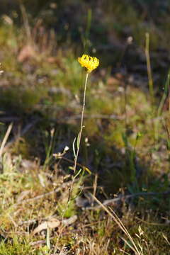 Слика од Podolepis jaceoides (Sims) Voss