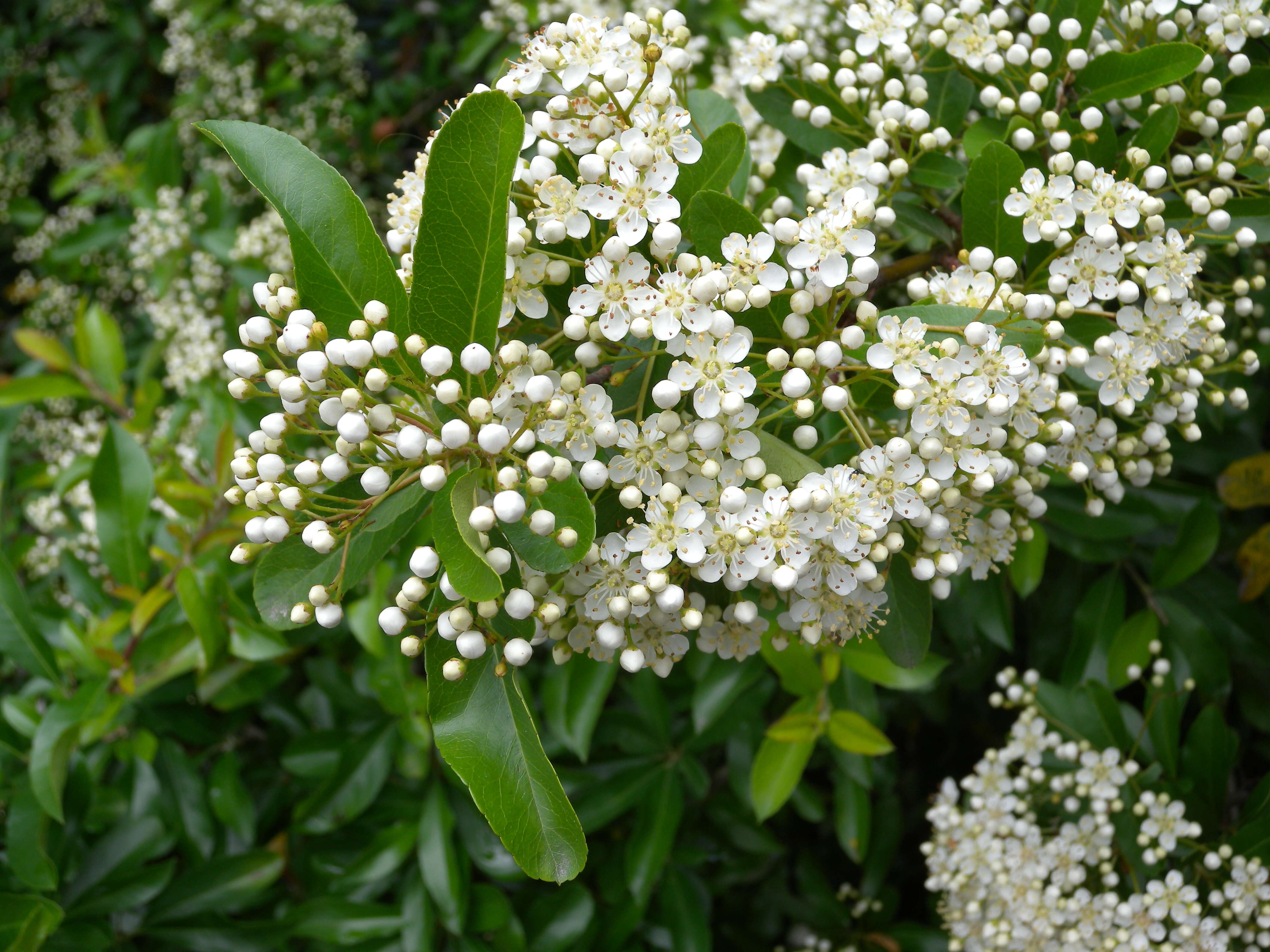 Image de Pyracantha coccinea M. J. Roemer