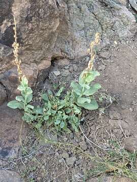 Image of Wright's beardtongue