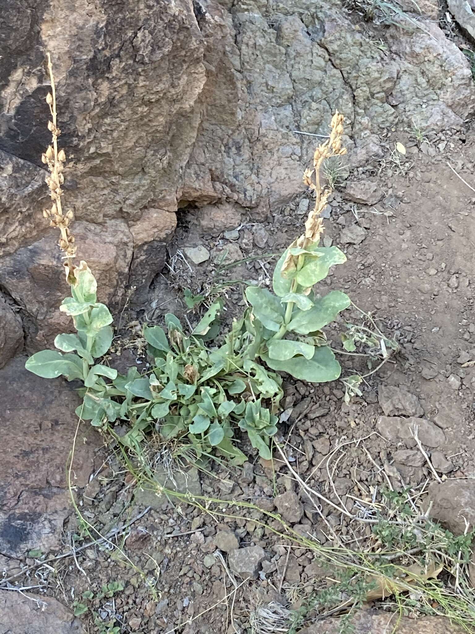 Слика од Penstemon wrightii Hook.