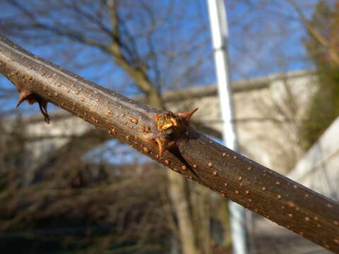 Image of black locust