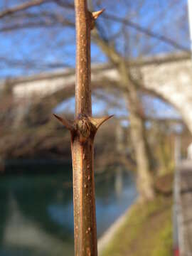 Image of black locust