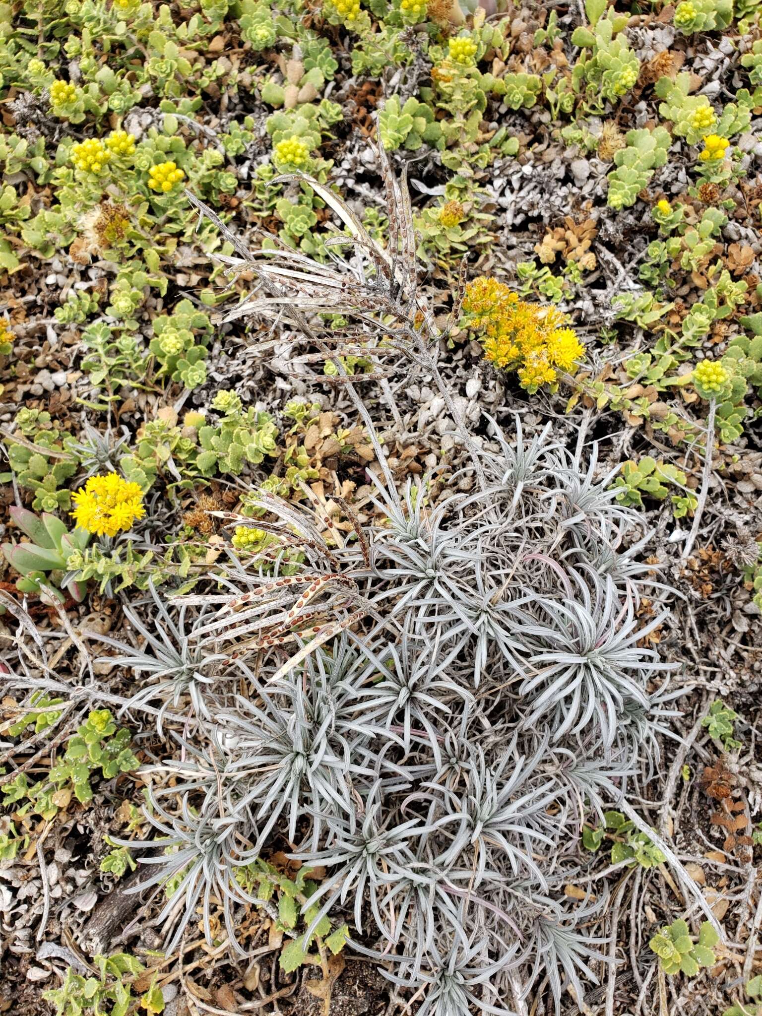 Image of island wallflower