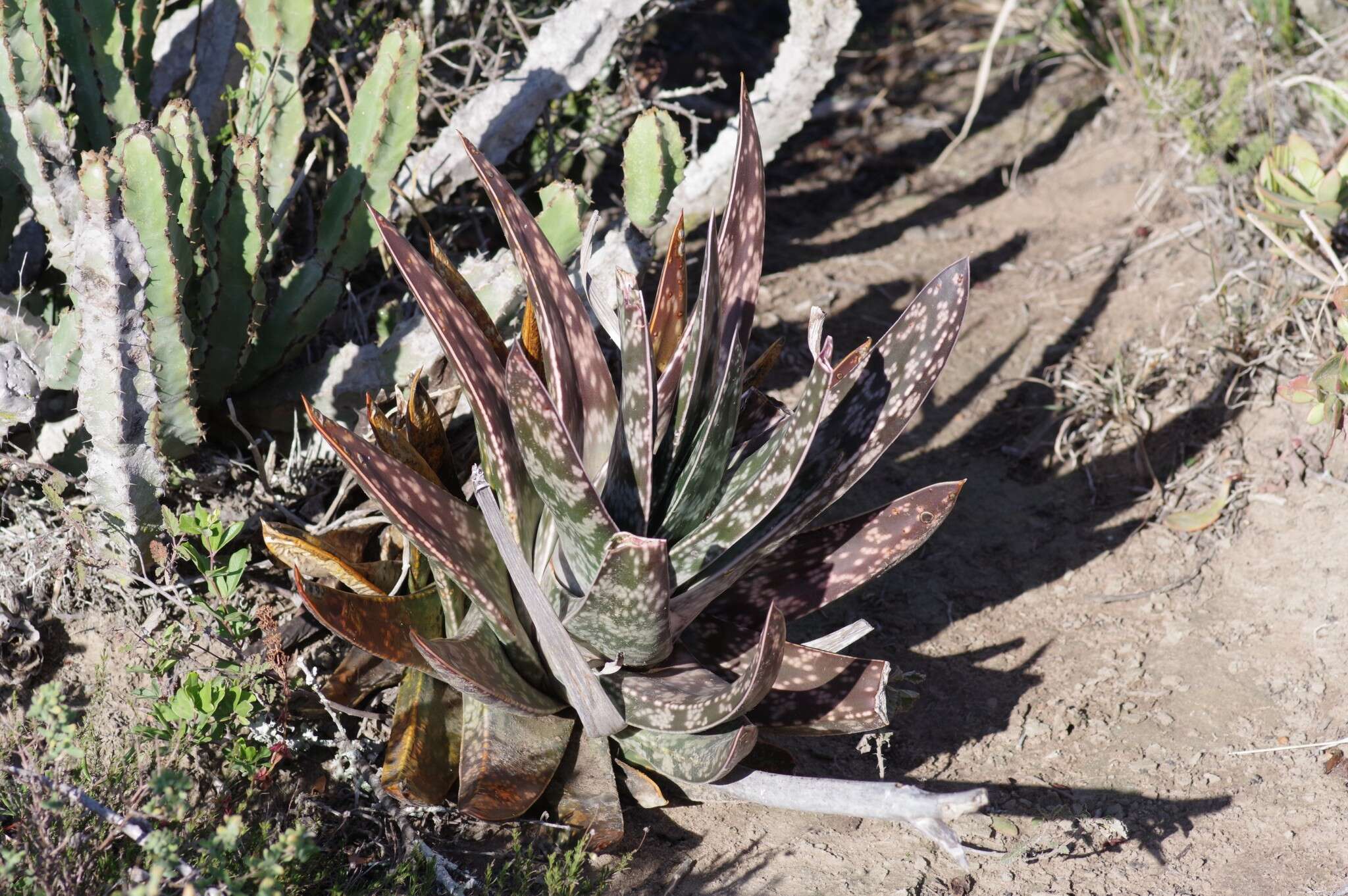 Image of Gasteria obliqua (Aiton) Duval