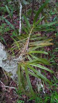 Plancia ëd Angraecum calceolus Thouars