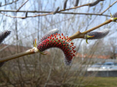 Imagem de Salix purpurea L.