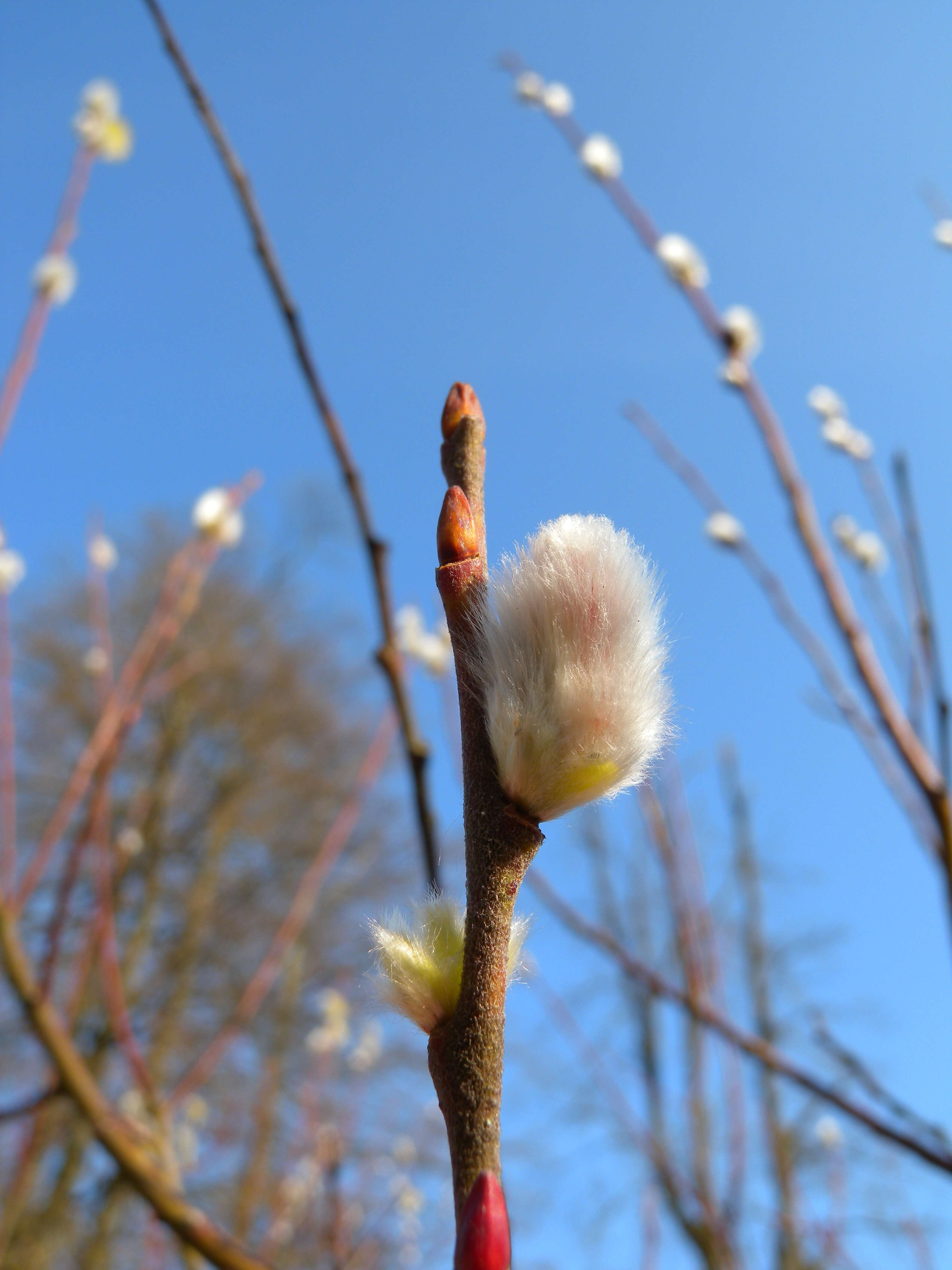 Image of purple willow