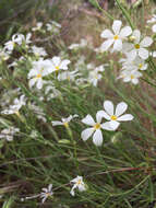 Imagem de Phlox tenuifolia E. Nelson