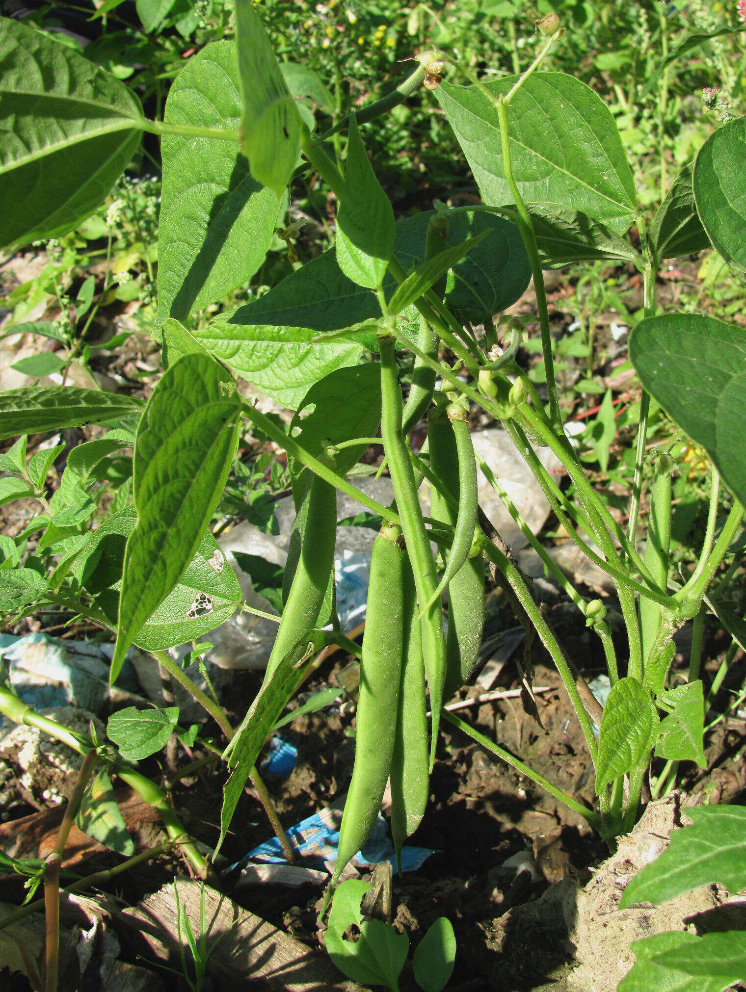 Image of kidney bean