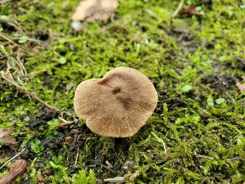 Image of Cortinarius pilatii Svrček 1968