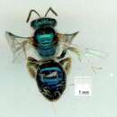 Image of Lasioglossum flindersi (Cockerell 1905)