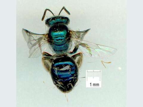 Image de Lasioglossum flindersi (Cockerell 1905)