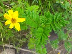 Imagem de Tagetes zypaquirensis Humb. & Bonpl.