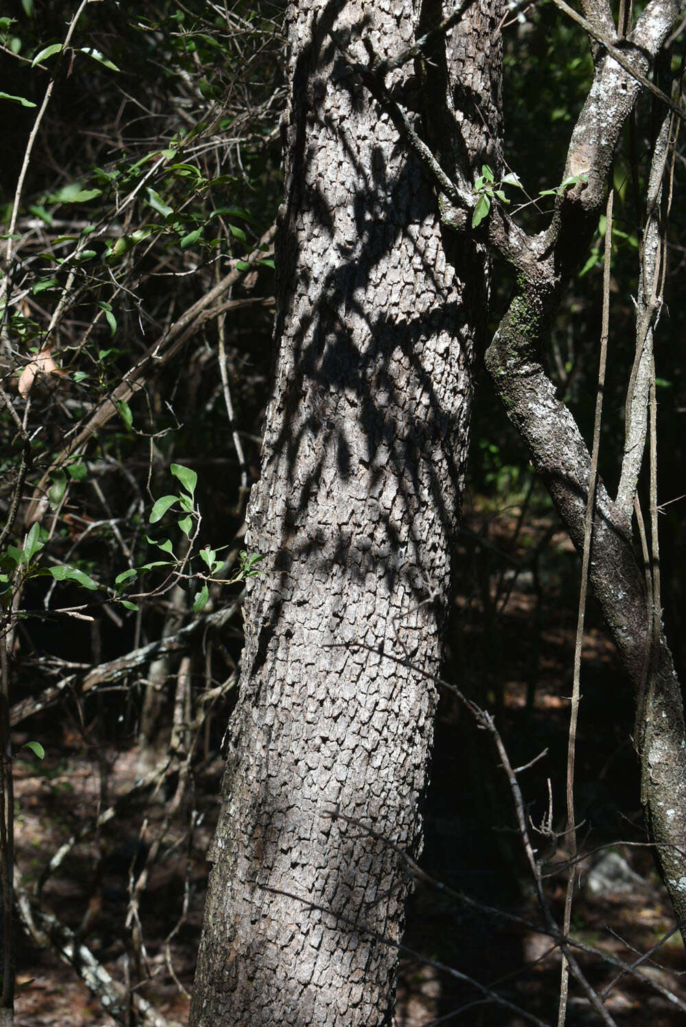 Image of Siphonodon australis Benth.