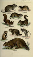 Image of murid rodents