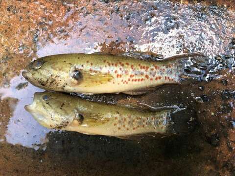 Image of Purple-spotted gudgeon