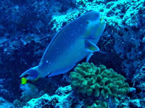 Image of Heavybeak Parrotfish