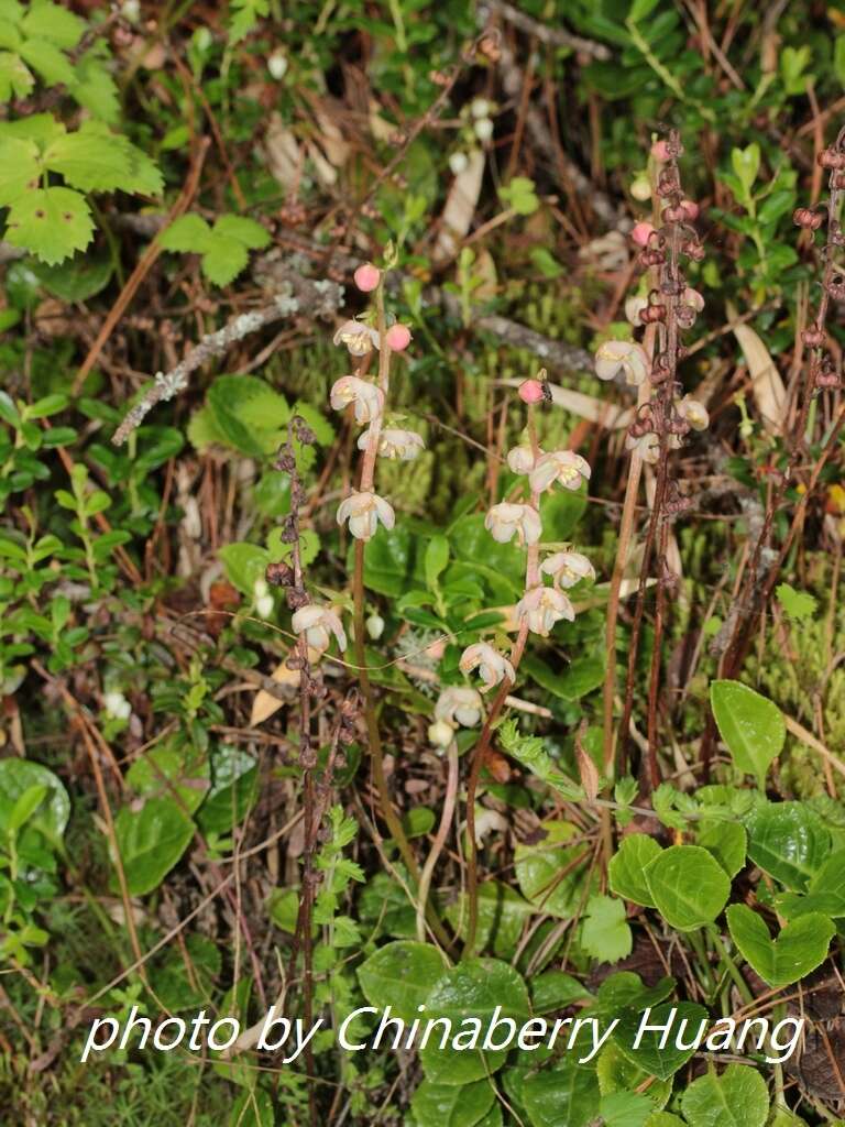 Image of Pyrola morrisonensis (Hayata) Hayata