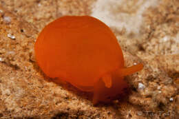 Image of peach seaslug