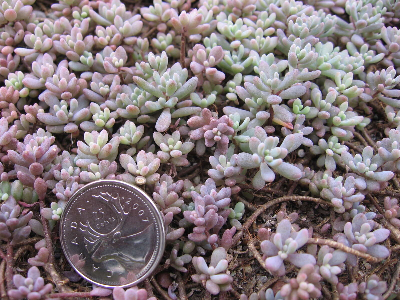 Image of White Stonecrop