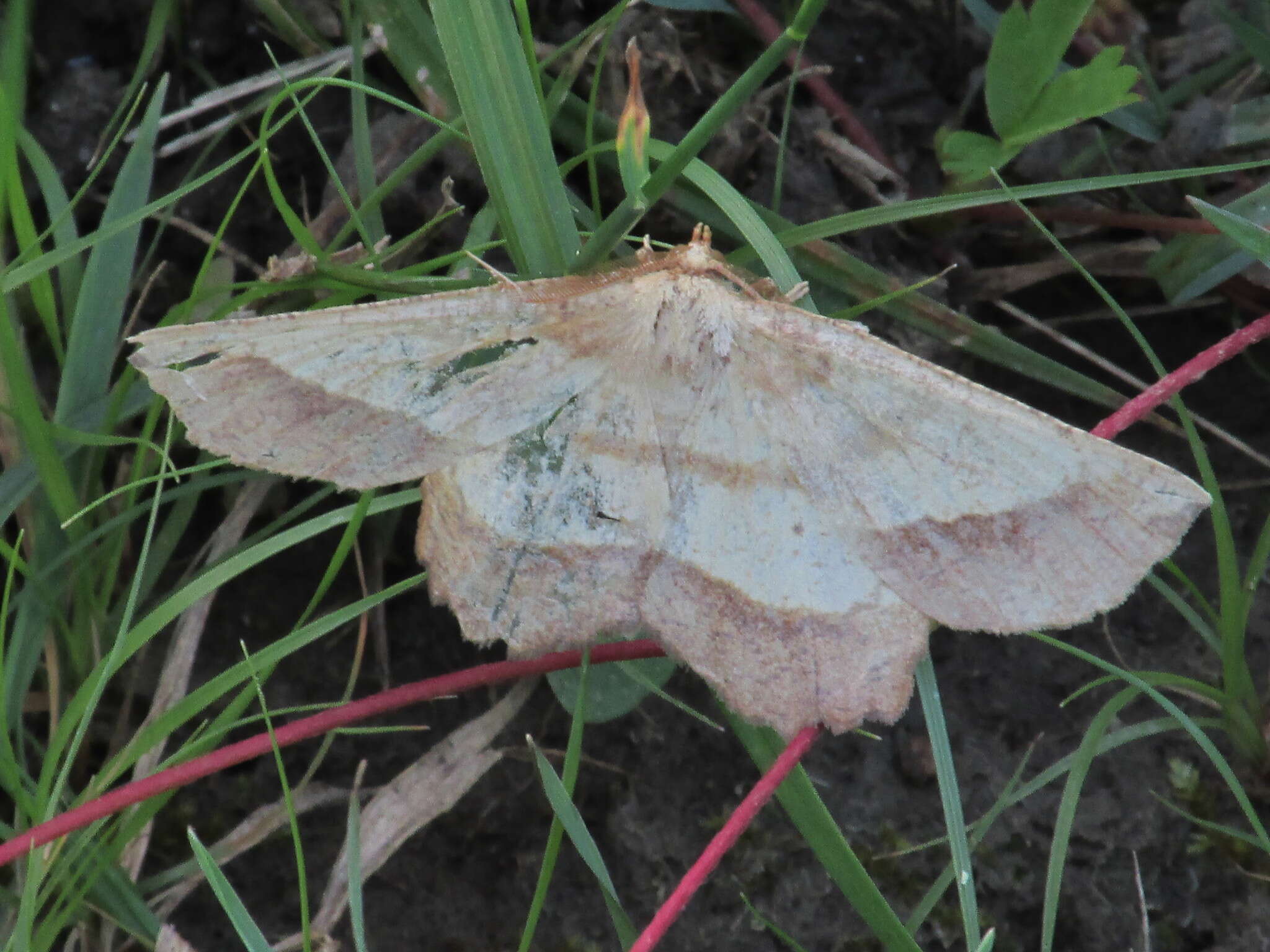 Image of Saw-wing