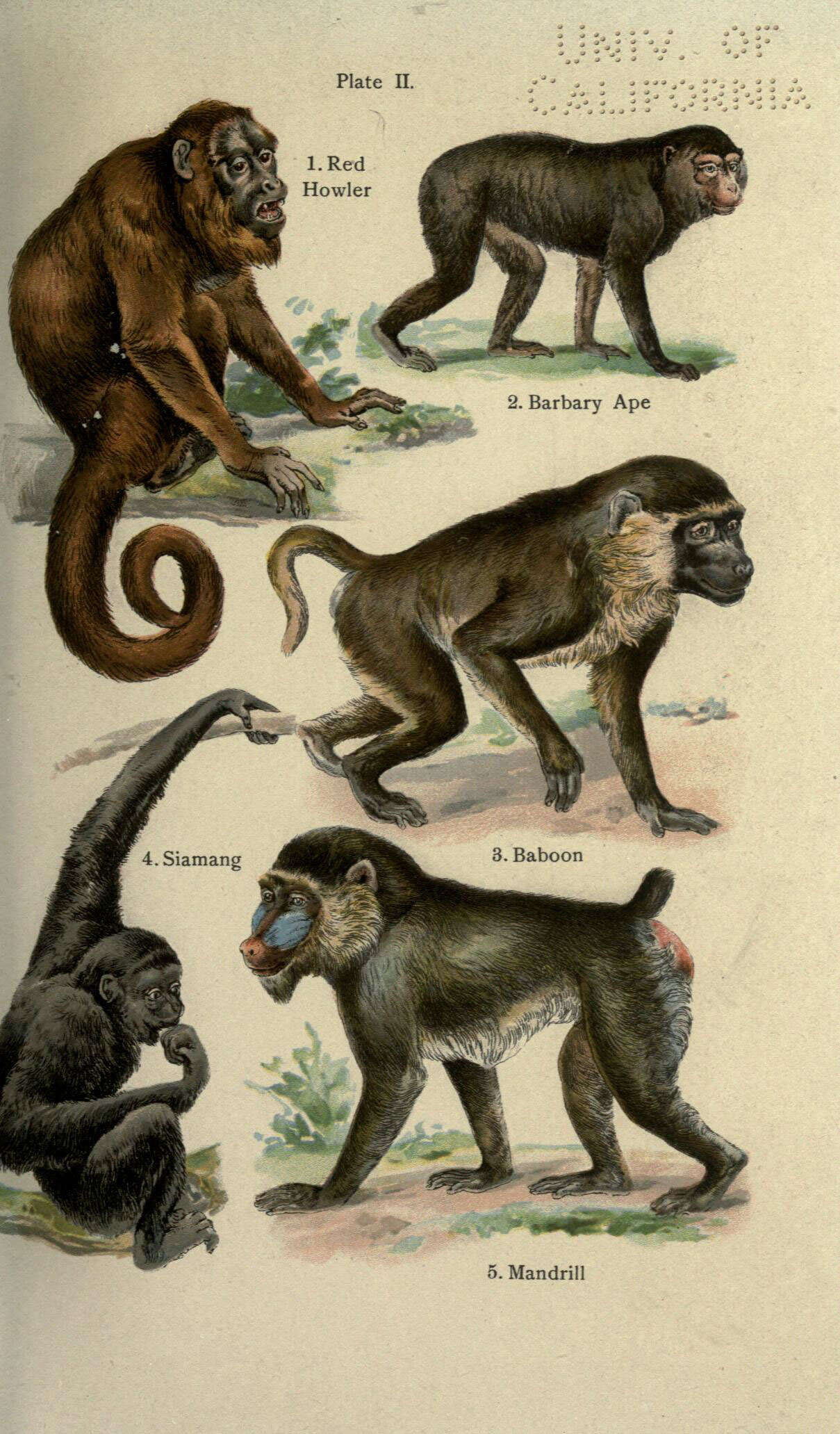 Image of gibbons