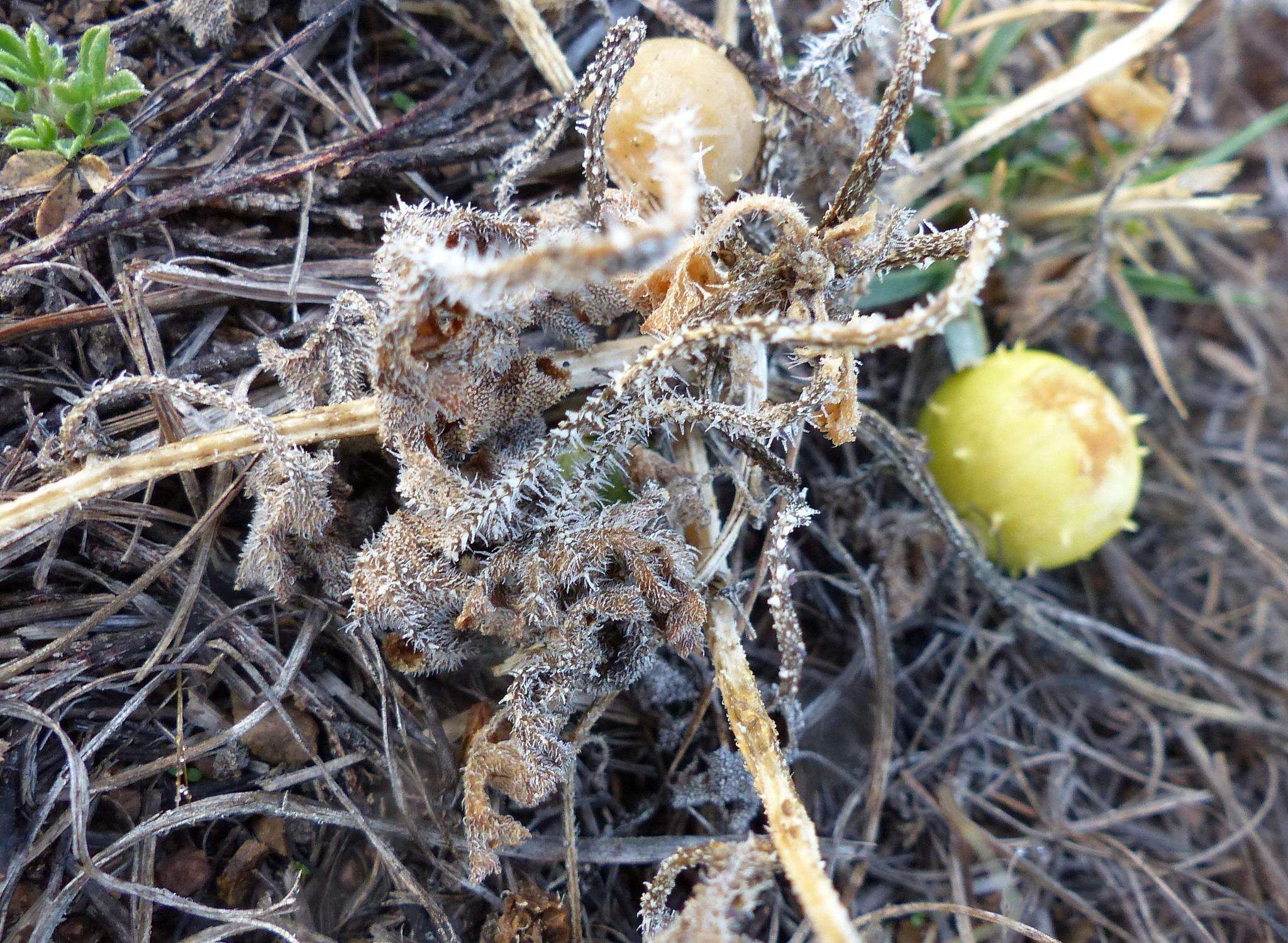 Imagem de Cucumis myriocarpus subsp. myriocarpus