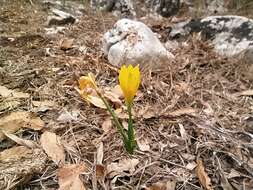 Image de Sternbergia lutea subsp. sicula (Tineo ex Guss.) K. Richt.