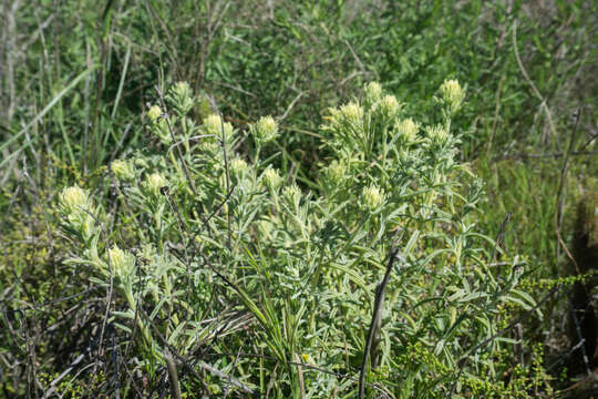 Image of San Clemente Island Indian paintbrush