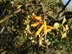 Image of Pereskiopsis porteri (Brandegee ex F. A. C. Weber) Britton & Rose