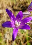 Sivun Brodiaea elegans subsp. hooveri Niehaus kuva