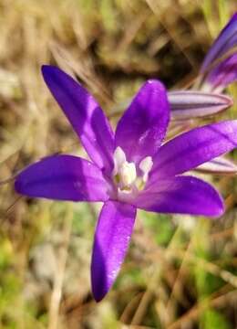 Sivun Brodiaea elegans subsp. hooveri Niehaus kuva