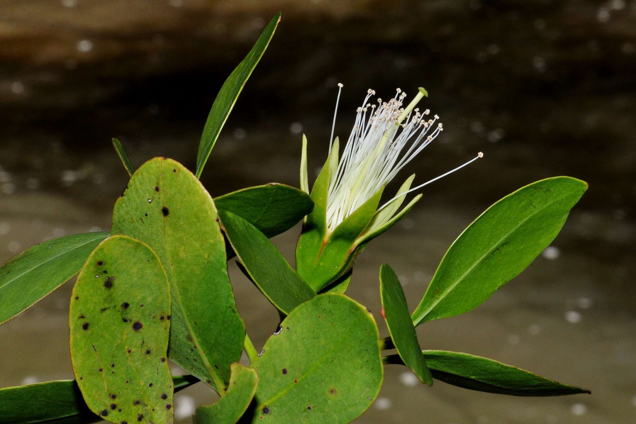 Image of Mangrove apple