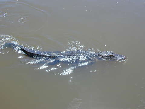 Image of alligators