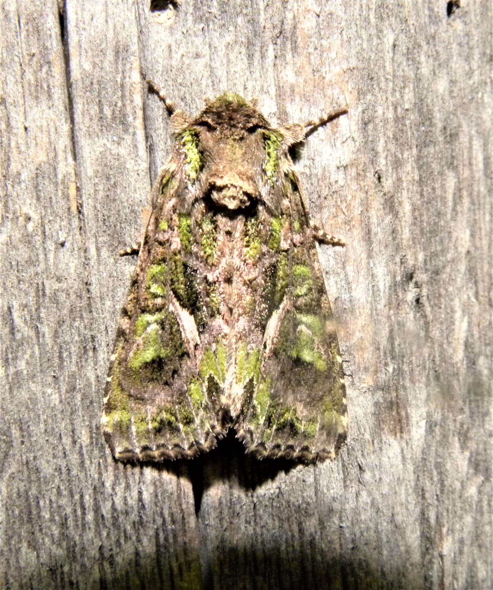 Image of orache moth