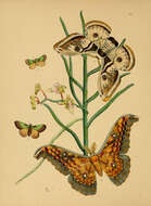 Image of Antheraea larissa (Westwood 1847)