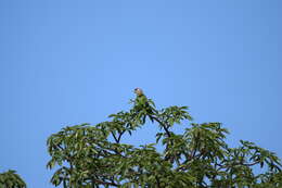 Image of Brown-headed Parrot