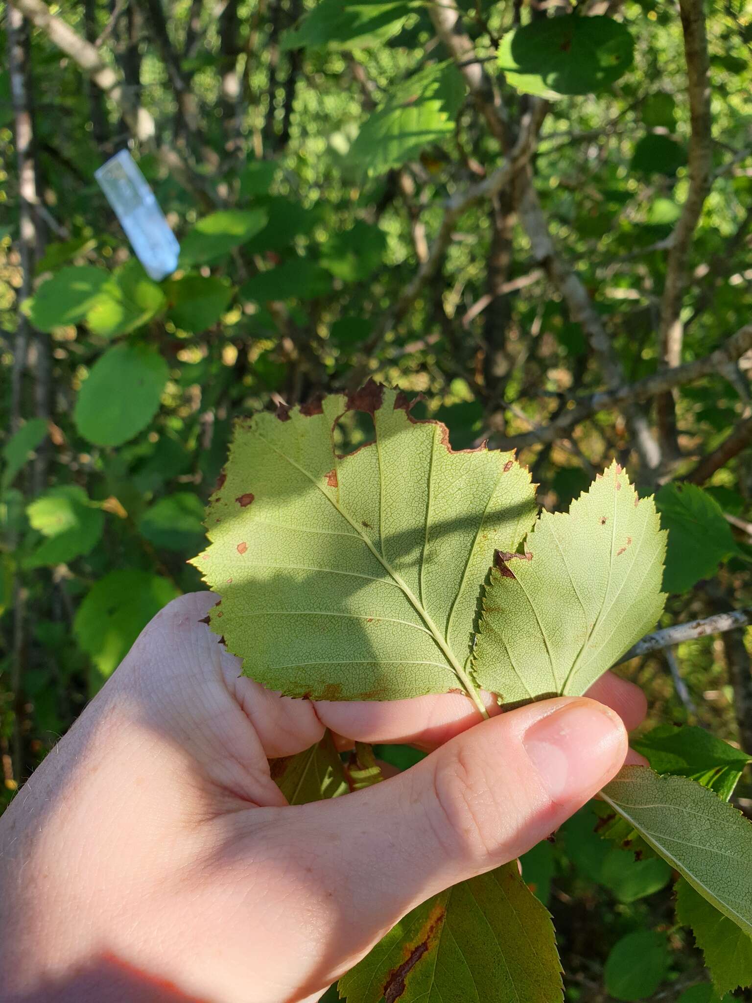 Plancia ëd Crataegus brainerdii Sarg.