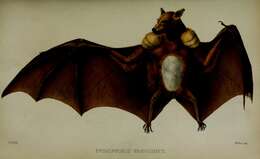 Image of Epauletted Fruit Bat