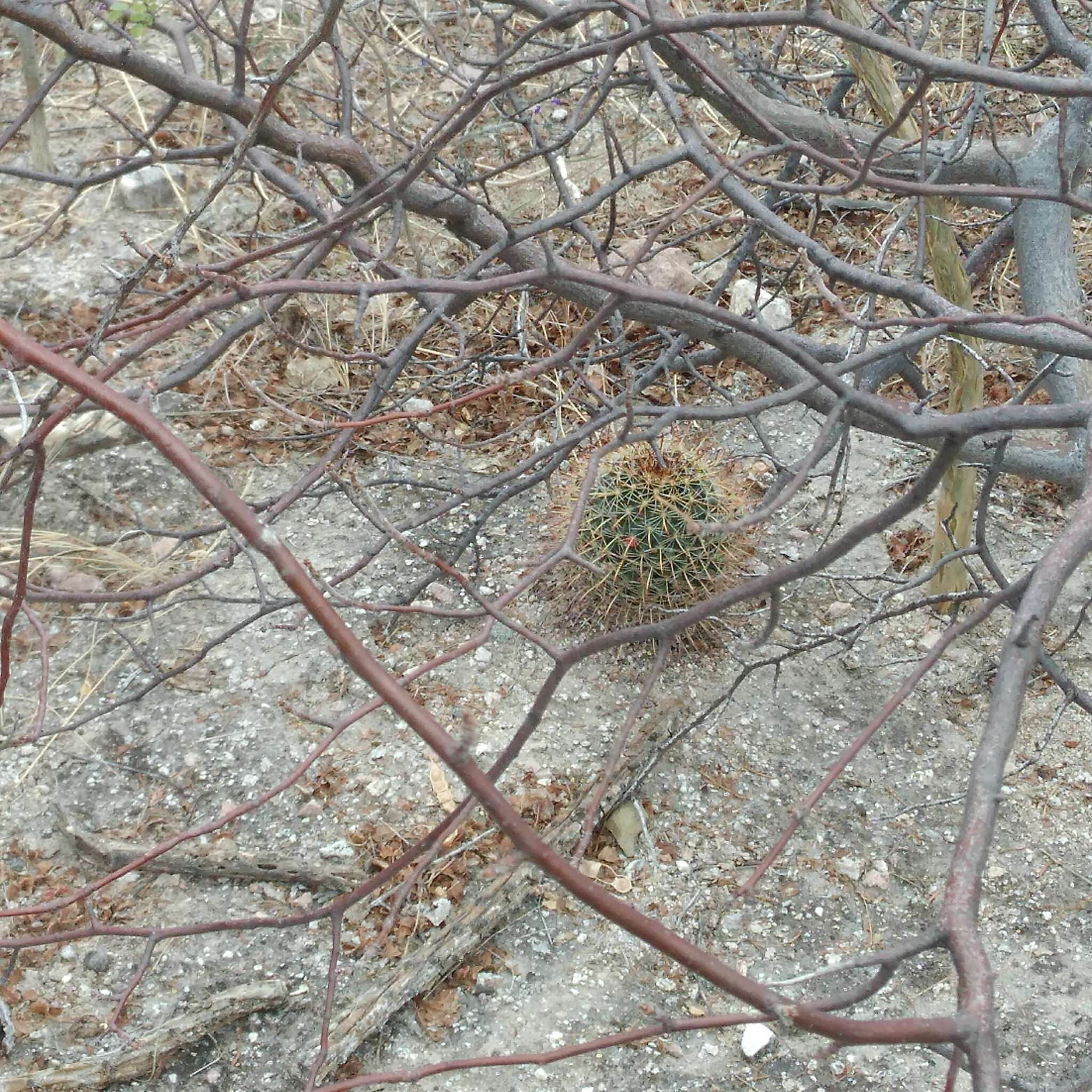 Imagem de Mammillaria mainiae K. Brandegee