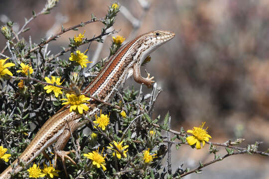 Image of Western three-striped skink